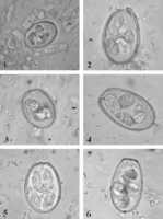 Vajíčka Eimeria spp.