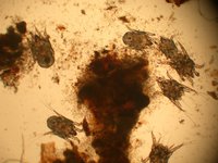 Otodectes cynotis